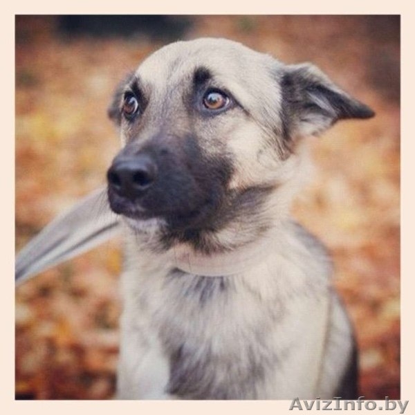 Арчи-идеальный пес! - Изображение #2, Объявление #778020