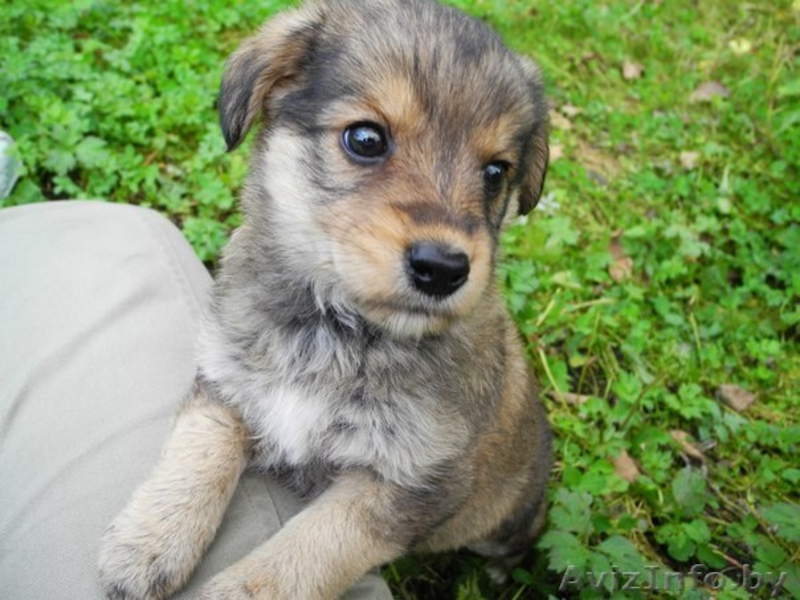 Два щеночка в дар - Изображение #2, Объявление #772482