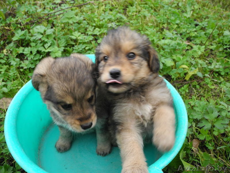 Два щеночка в дар - Изображение #1, Объявление #772482