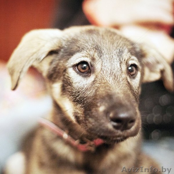 Герда-замечательный щенок!!! - Изображение #7, Объявление #778166