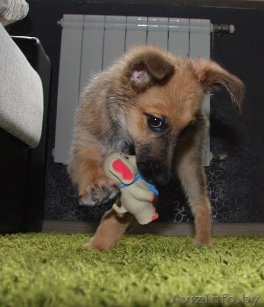  	 Где же ты,мой ХОЗЯИН??? - Изображение #3, Объявление #771656