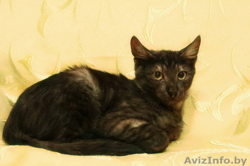 Очаровательный котик редкого дымчатого окраса в дар! - Изображение #2, Объявление #800055