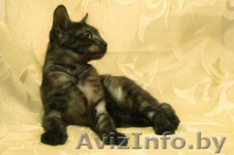 Очаровательный котик редкого дымчатого окраса в дар! - Изображение #3, Объявление #800055