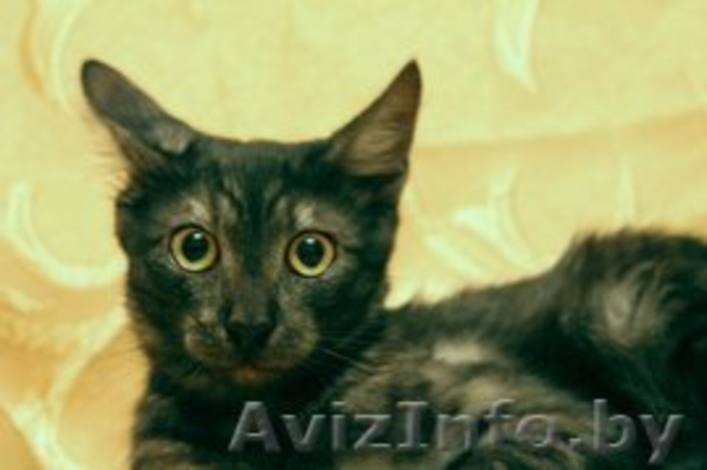 Очаровательный котик редкого дымчатого окраса в дар! - Изображение #1, Объявление #800055