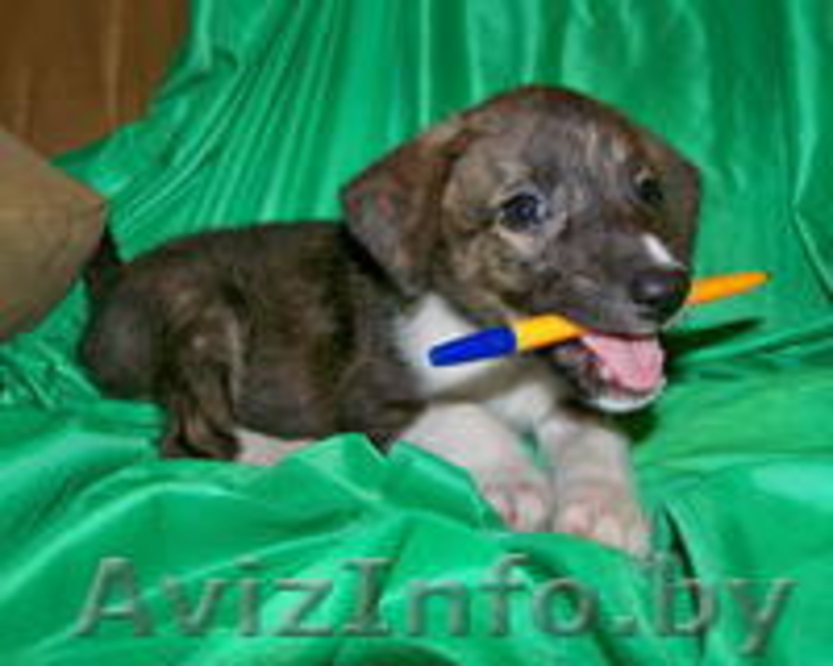 Метисики в добрые руки - Изображение #3, Объявление #800629