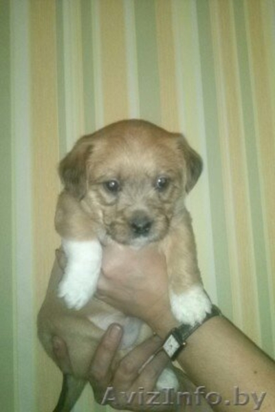 Чудный активный щенок - Изображение #1, Объявление #792022