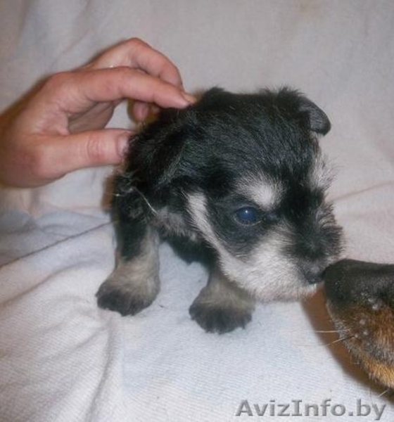 Миниатюрный шнауцер - Изображение #3, Объявление #800092