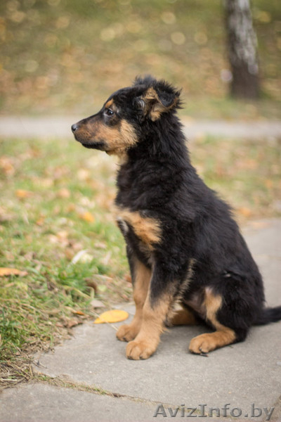 Невероятно ласковый и смышленый щенок - в дар! - Изображение #3, Объявление #794099