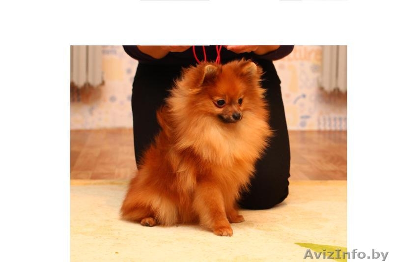 Щенки Померанский Шпиц - Изображение #1, Объявление #648964