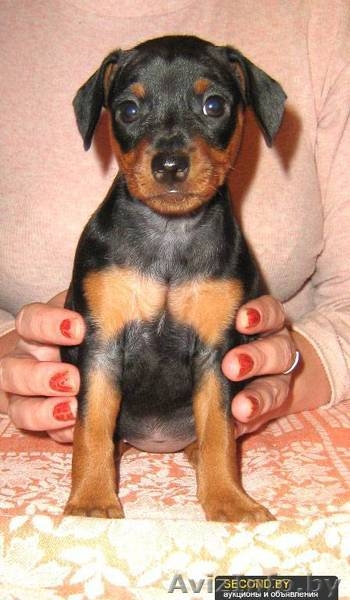 Карликовый пинчер (Цвергпинчер), щенки - Изображение #2, Объявление #789980