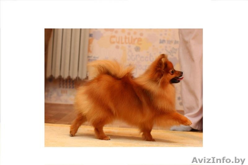 Щенки Померанский Шпиц - Изображение #2, Объявление #648964