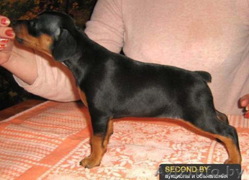 Карликовый пинчер (Цвергпинчер), щенки - Изображение #1, Объявление #789980