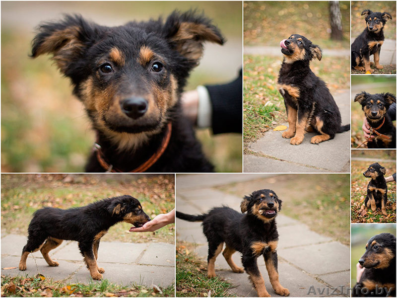 Невероятно ласковый и смышленый щенок - в дар! - Изображение #2, Объявление #794099