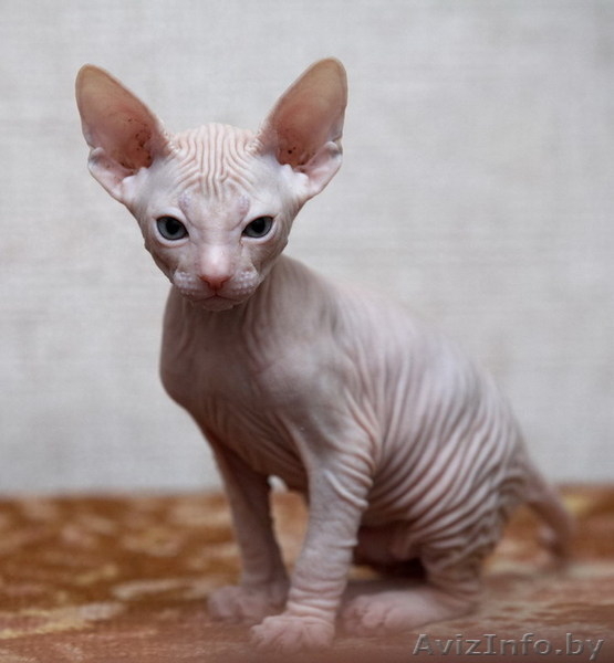 продажа донских сфинксов - Изображение #1, Объявление #790703