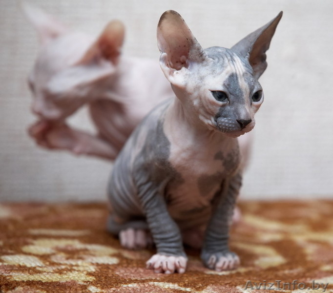 продажа донских сфинксов - Изображение #2, Объявление #790703