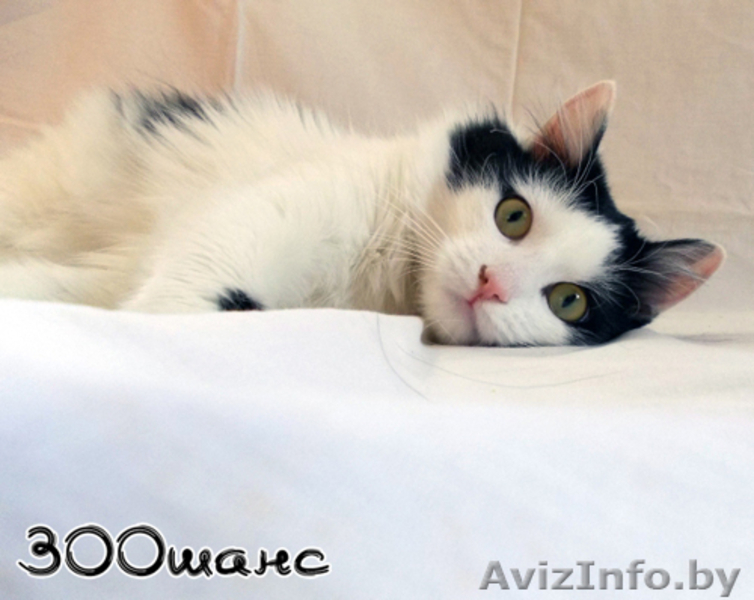 АСИЙ - бело-черный полупушистый красавец, 1,5 года, В ДАР - Изображение #4, Объявление #777072