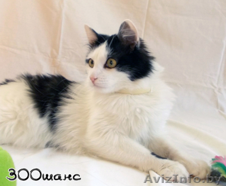 АСИЙ - бело-черный полупушистый красавец, 1,5 года, В ДАР - Изображение #5, Объявление #777072