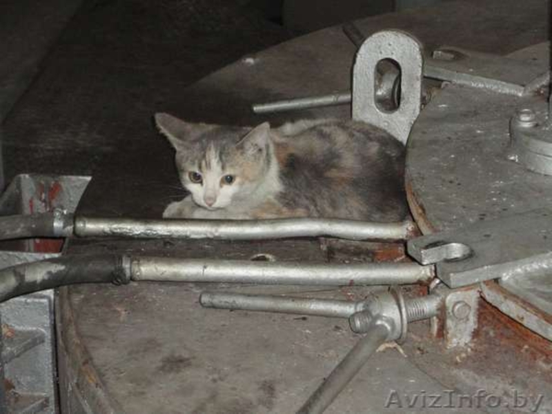 Срочно! Котятам грозит опасность! Помогите! - Изображение #1, Объявление #792419