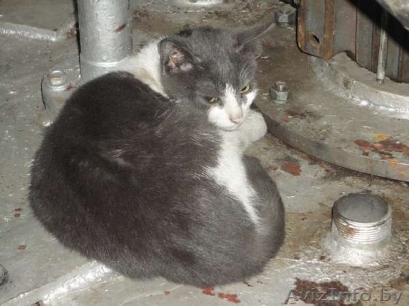 Срочно! Котятам грозит опасность! Помогите! - Изображение #2, Объявление #792419