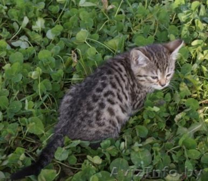 бенгальские леопардики - Изображение #3, Объявление #788702