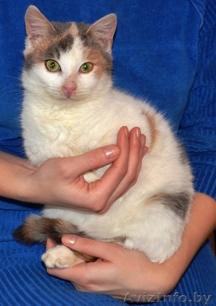 Трехцветная кошечка-подросток в добрые руки! - Изображение #3, Объявление #791822