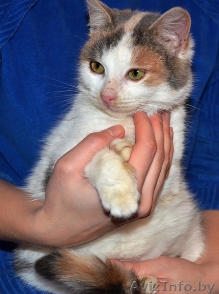 Трехцветная кошечка-подросток в добрые руки! - Изображение #2, Объявление #791822