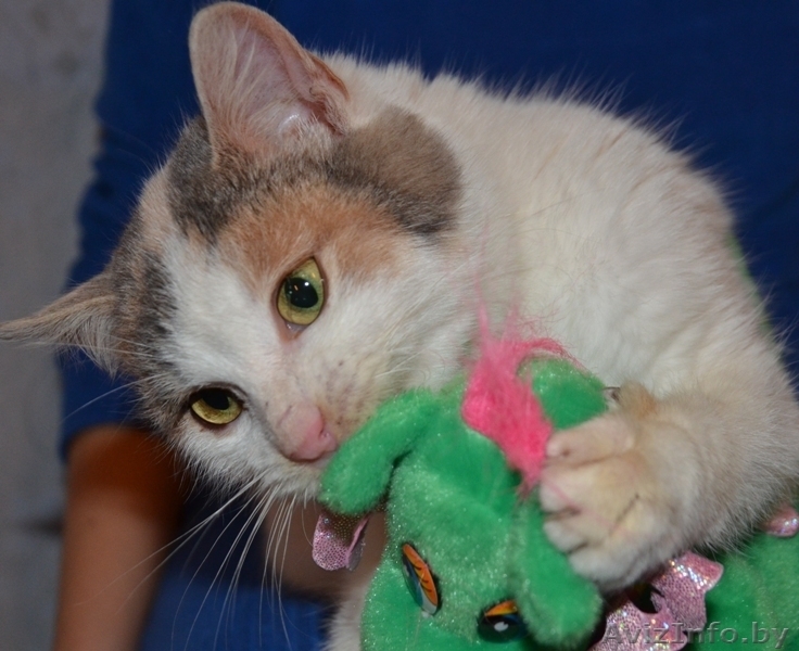 Трехцветная кошечка-подросток в добрые руки! - Изображение #1, Объявление #791822