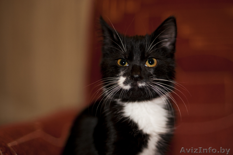 Малышка непоседа в дар. - Изображение #3, Объявление #793944