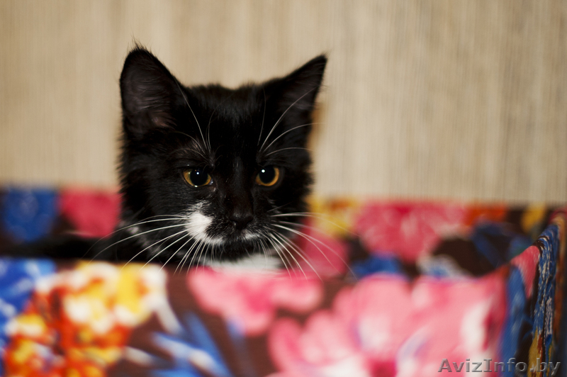 Малышка непоседа в дар. - Изображение #1, Объявление #793944