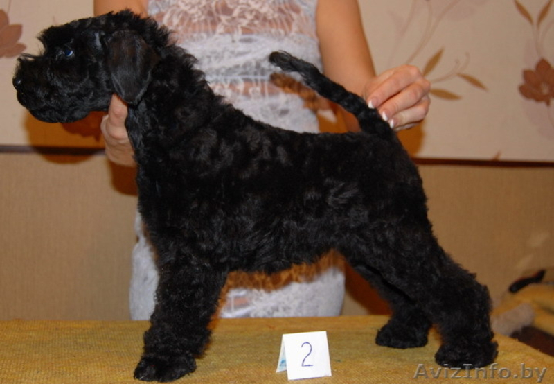 КЕРРИ-БЛЮ-ТЕРЬЕР - Изображение #4, Объявление #787453