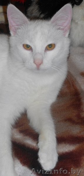 Белоснежный котик в дар! - Изображение #2, Объявление #799123