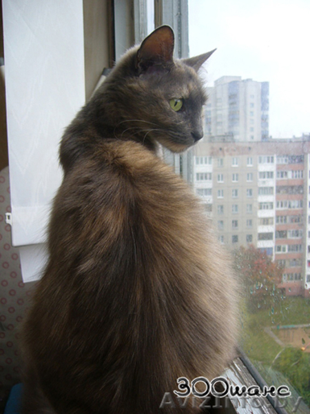 ГЕРМИОНА - благодарная кошка черепахового окраса, 2 года, В ДАР - Изображение #3, Объявление #796802