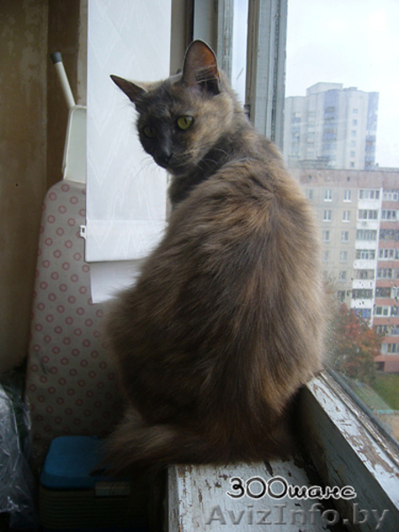 ГЕРМИОНА - благодарная кошка черепахового окраса, 2 года, В ДАР - Изображение #4, Объявление #796802