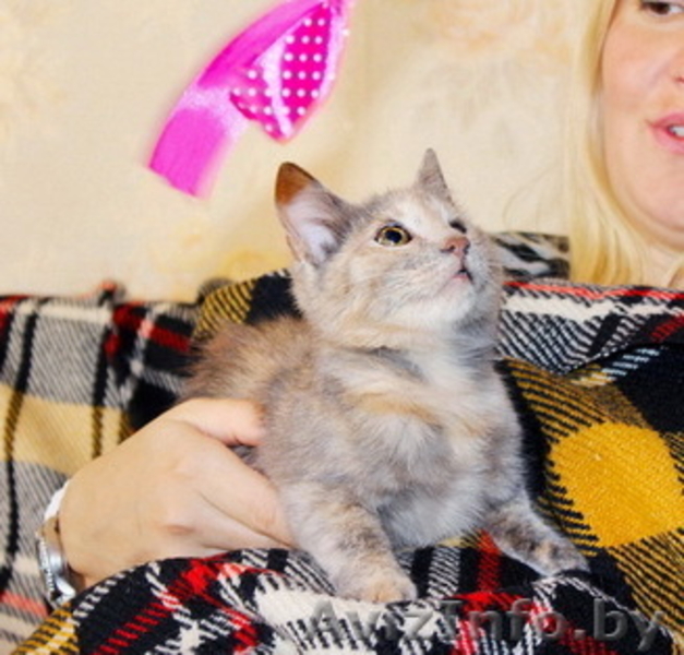 Поночка - молоденькая ласковая кошечка в добрые руки. - Изображение #1, Объявление #800051