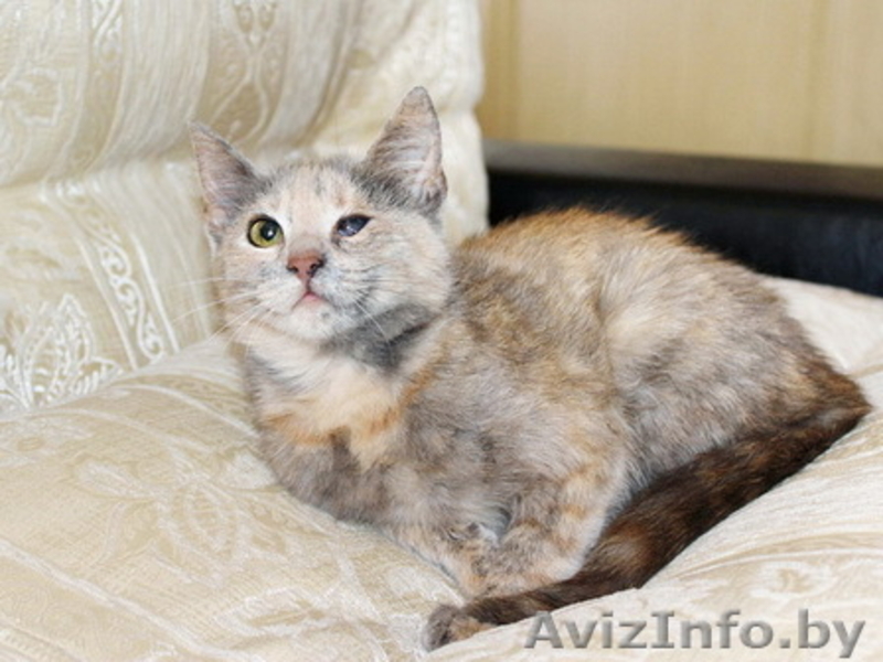 Поночка - молоденькая ласковая кошечка в добрые руки. - Изображение #2, Объявление #800051