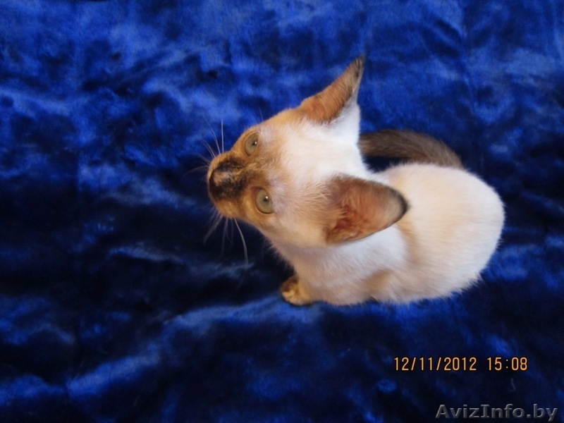 Продается тайская кошечка - Изображение #1, Объявление #797577