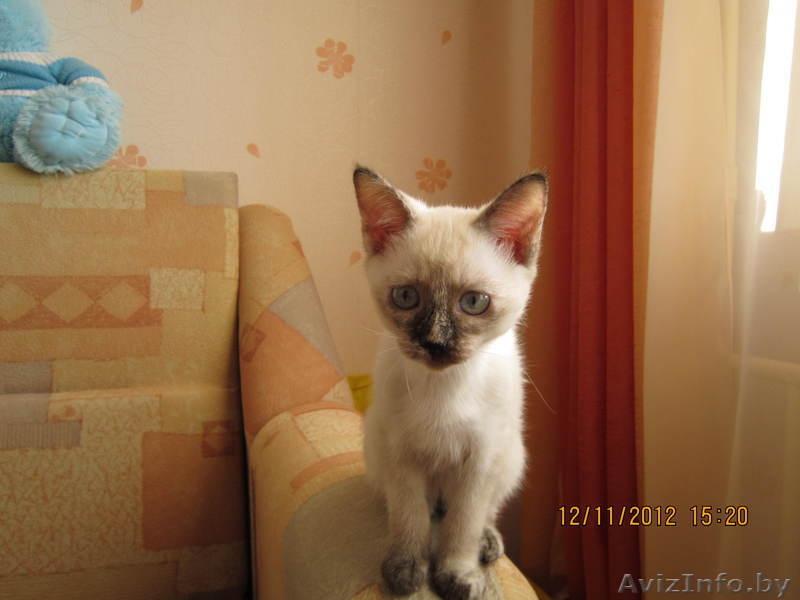 Продается тайская кошечка - Изображение #2, Объявление #797577