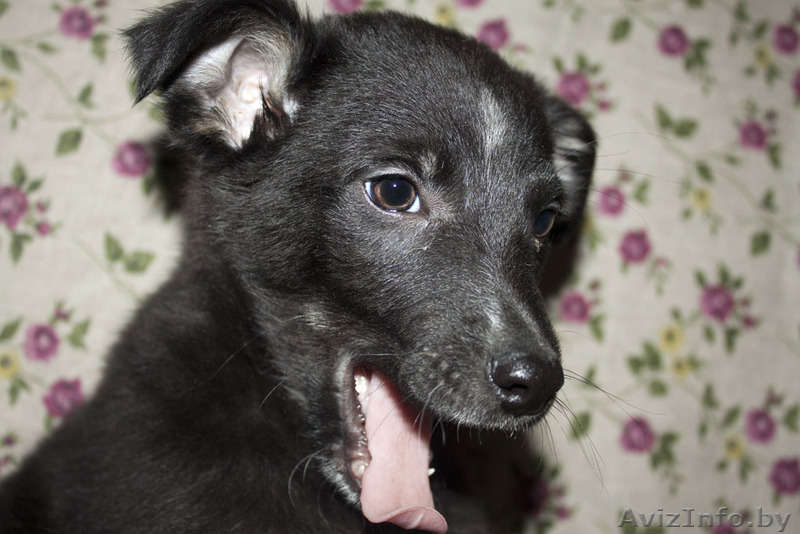 Душевная Энди ищет свой дом - Изображение #2, Объявление #789659