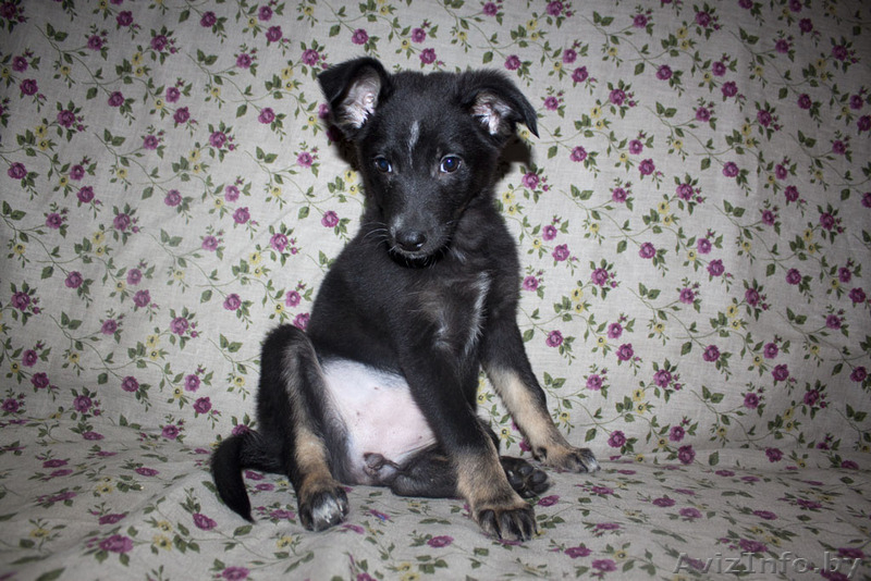 Душевная Энди ищет свой дом - Изображение #7, Объявление #789659