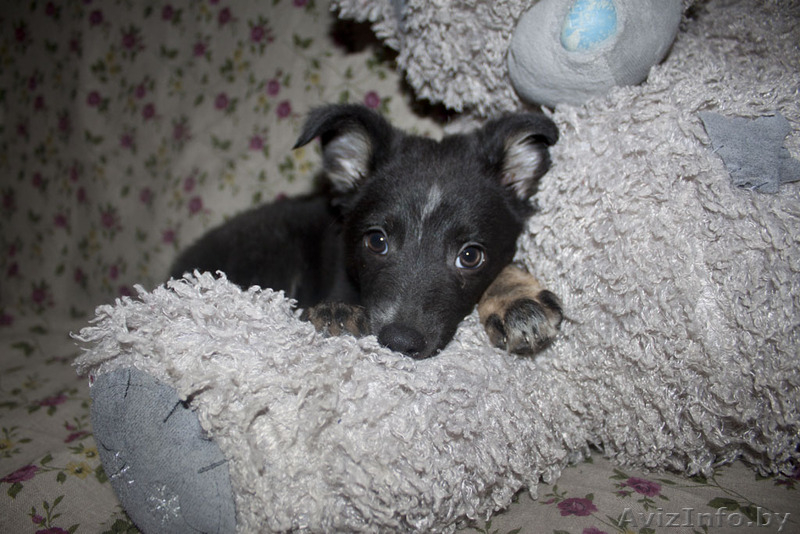 Душевная Энди ищет свой дом - Изображение #9, Объявление #789659