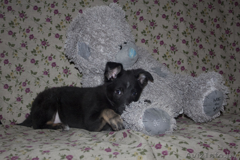 Душевная Энди ищет свой дом - Изображение #3, Объявление #789659