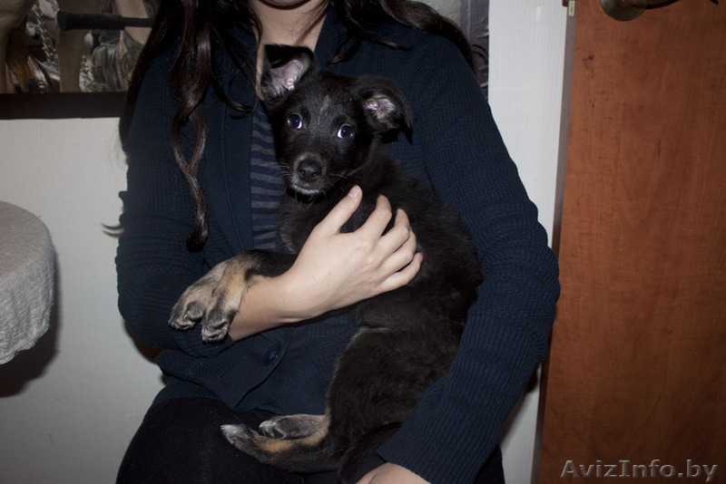 Душевная Энди ищет свой дом - Изображение #5, Объявление #789659