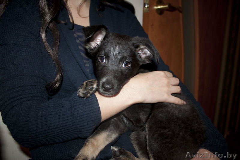 Душевная Энди ищет свой дом - Изображение #4, Объявление #789659