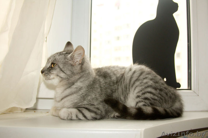 Молодая, ласковая кошечка окраса "вискас" в добрые руки! - Изображение #3, Объявление #800053