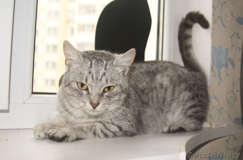 Молодая, ласковая кошечка окраса "вискас" в добрые руки! - Изображение #2, Объявление #800053