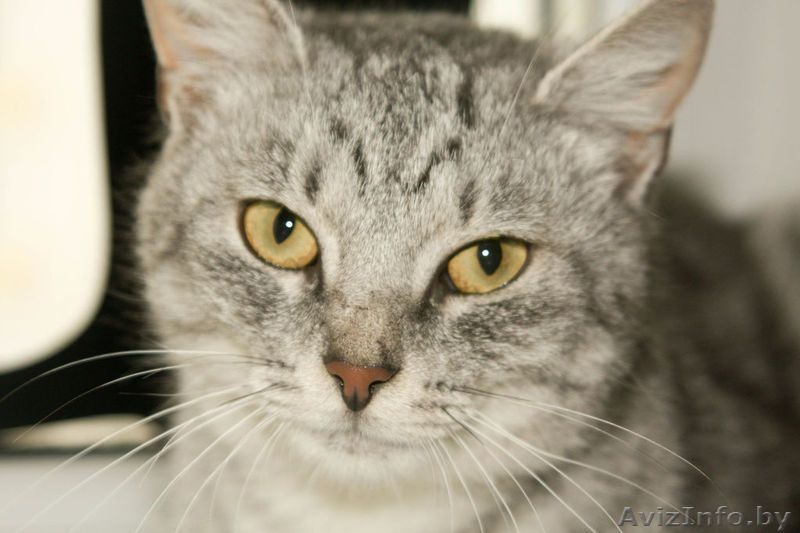 Молодая, ласковая кошечка окраса "вискас" в добрые руки! - Изображение #1, Объявление #800053