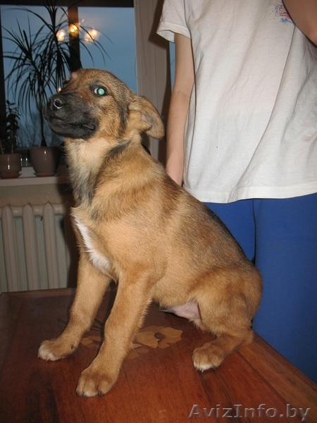 Щенок метис овчарки ищет хозяев - Изображение #1, Объявление #790186