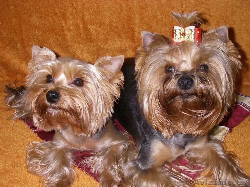 лапочка йорк от хороших родителей ждет Вас - Изображение #2, Объявление #798135