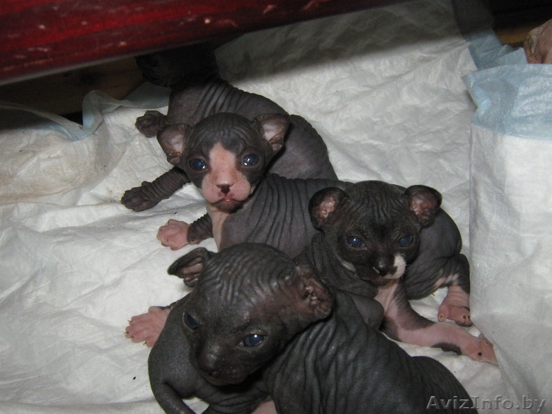 Малыши канадский сфинкс - Изображение #3, Объявление #457184