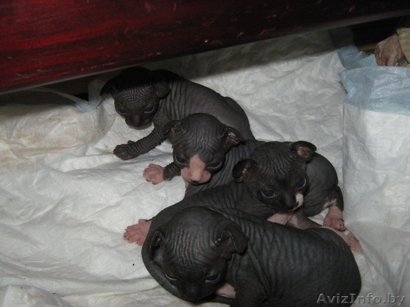 Малыши канадский сфинкс - Изображение #4, Объявление #457184